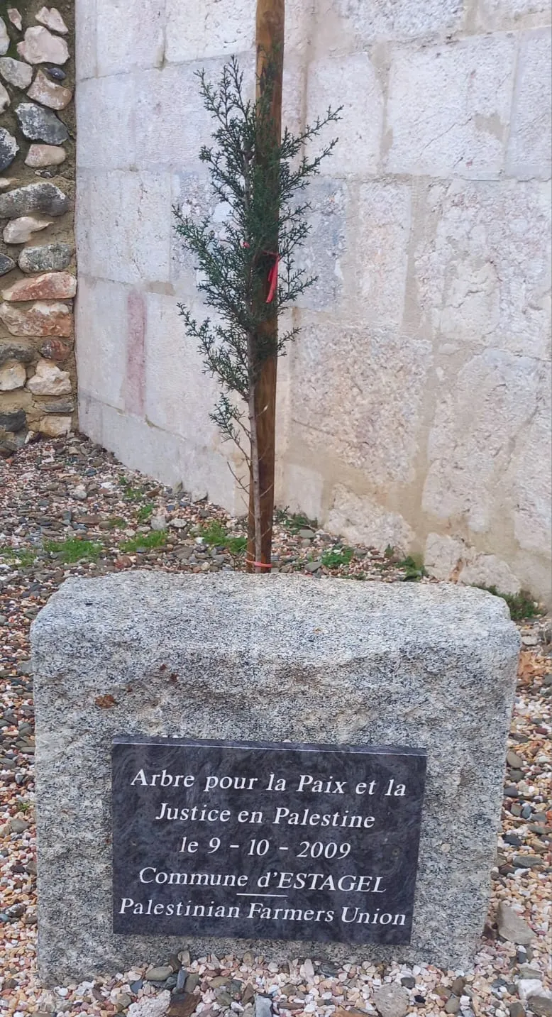 arbre_paix_palestine